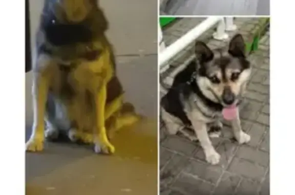 Пропала собака возле Доброй столовой на Чистопольской, Казань
