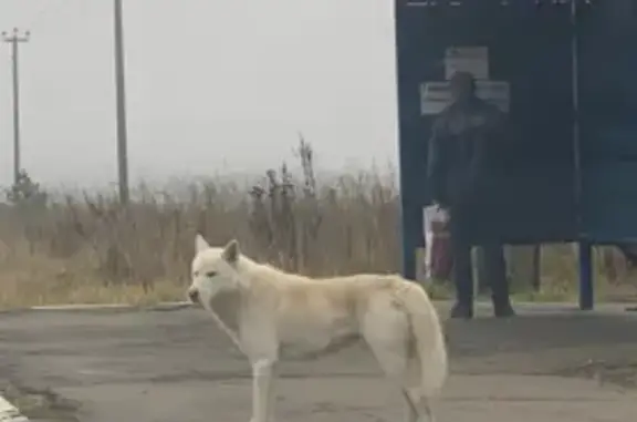 Найдена белая собака на остановке Ястребки, Московская область