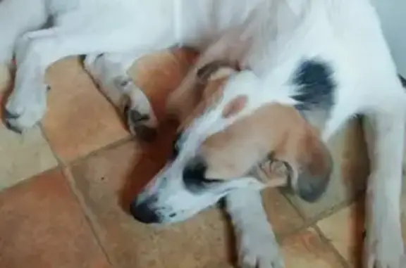 Пропала собака БИМБА в снт 