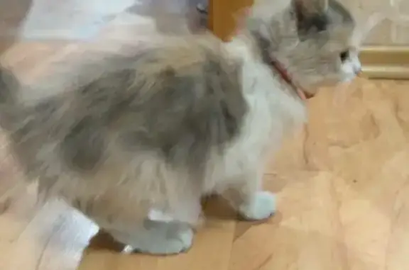 Трехцветная кошка с ошейником на Рязанской, 92