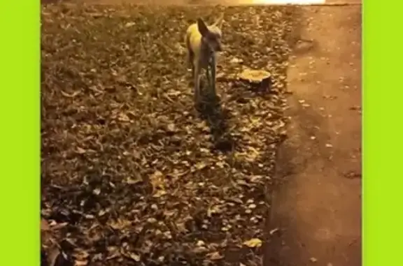 Собака найдена на Полоцкой улице, Москва