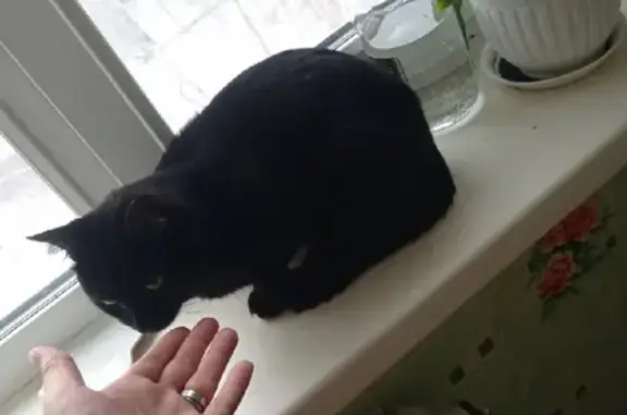 Найдена кошка, Тобольск, фото: Найдена кошка в Тобольске, 6 микрорайон, дом 27