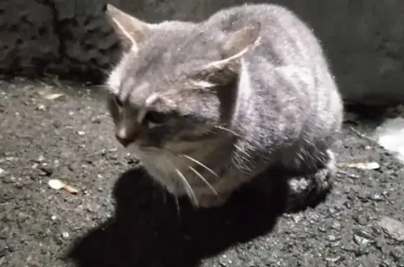 Найден кот на Московском тракте, 37 в Тюмени.