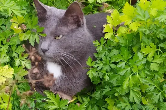 Пропала кошка Серый кот в Московской обл.
