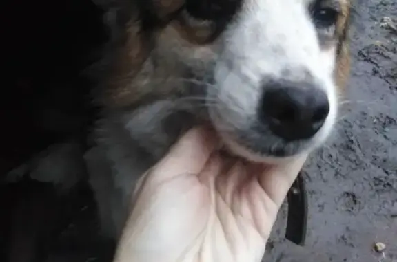 Пропала собака в Липецкой области, нужна помощь!