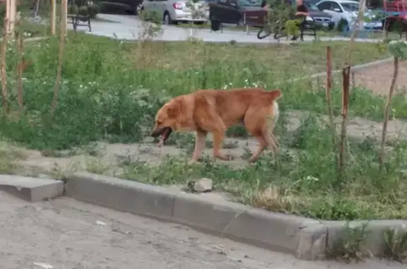 Пропала собака Метис алабая в Хотуши, Тульская область