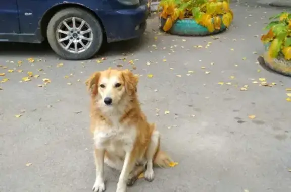 Собака ищет дом в Черкесске, КЧР