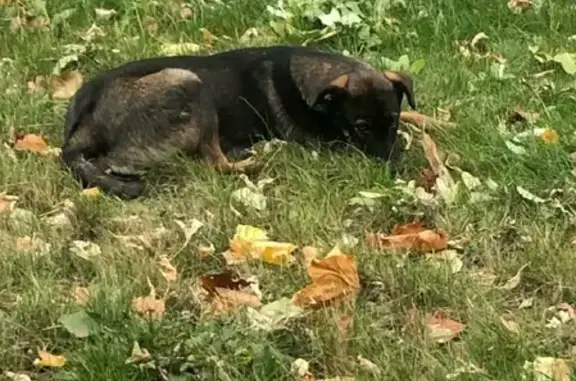 Пропала собака в Домодедово, окрас темно-коричневый, возраст 8 мес.