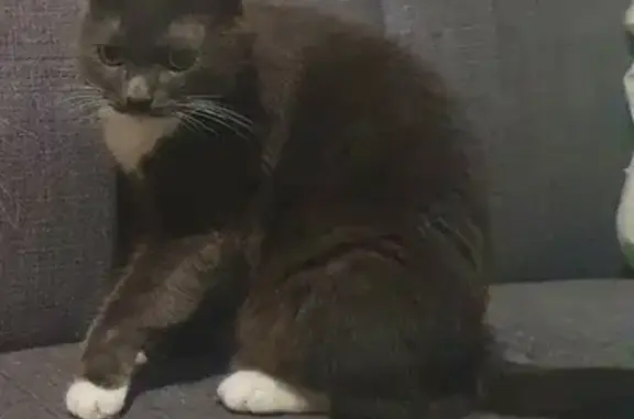 Кошки потеряшки, Санкт-Петербург, фото: Потеряшка котик на Витебском проспекте, вознаграждение гарантировано!