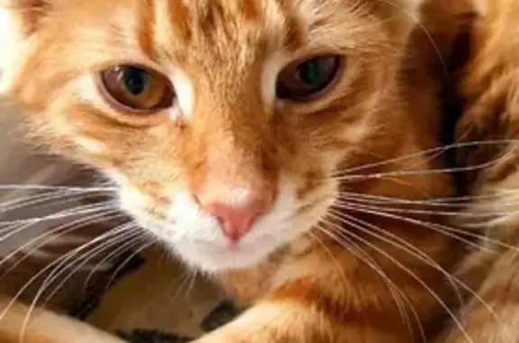 Потерянные животные Смоленск, фото: Пропала рыжая кошка на ул. Ломоносова, 6А в Смоленске