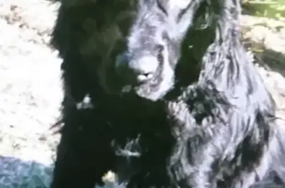 Пропала собака Чаппи в Владимирской области