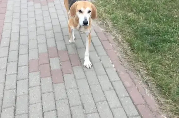 Найдена собака на ул. Синявина в поселении Красные Баки