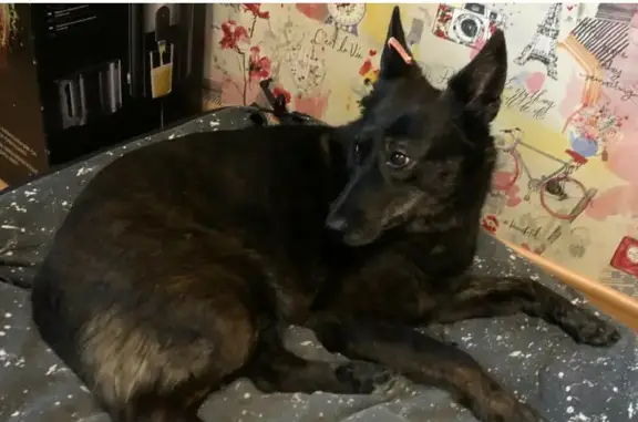 Пропала собака в Академгородке, помогите найти!