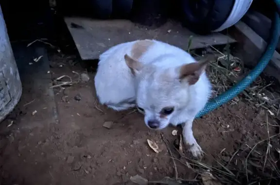 Найдена собака в Костромской области