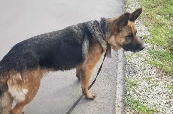 Собака найдена на ул. Кондакова, 48А, Энгельс