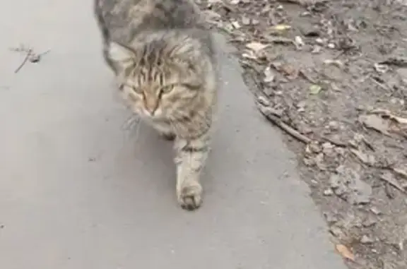 Пропала кошка с розовым ошейником в Орловской области