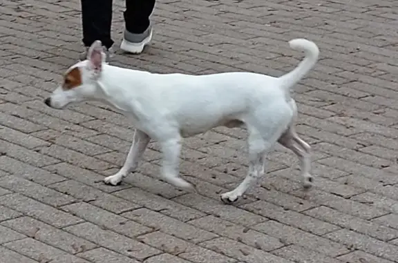 Найдена собака, Москва, фото: Найдена собака в Зеленограде на бульваре у озера