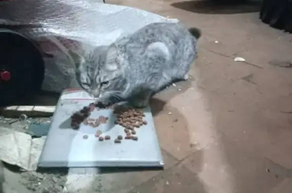 Найдена кошка на Советской улице, возраст до 1 года