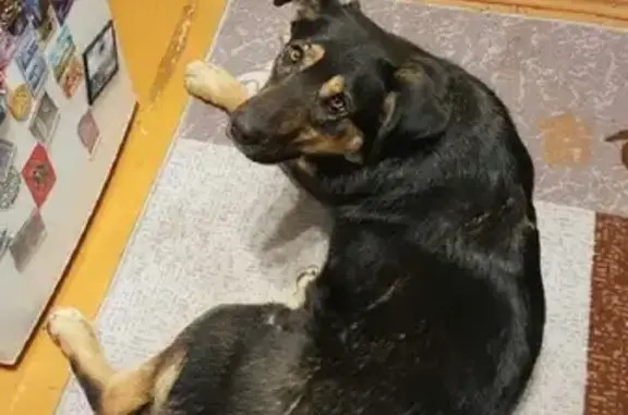 Найдена собака: хозяин найден на Заводской, 2
