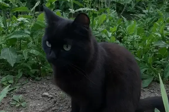 Пропала кошка на улице Гагарина, Первоуральск