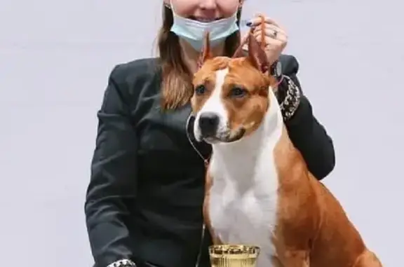 Собаки потеряшки, Тверь, фото: Потеряшка собака на прогулке 38, Нерльское сельское поселение: Американский стаффордширский терьер Кира, 5 лет, рыжий окрас.