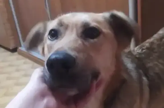 Найден пёс на Краснознамённой ул., 10 в Омске