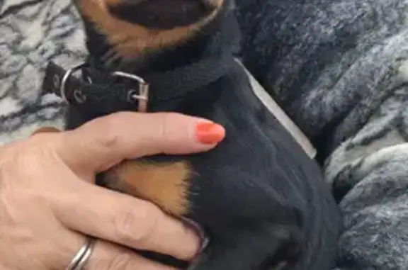 Найдена маленькая чёрная собачка на улице Гоголя, 1 в Ессентуках