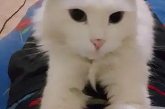 Объявления о пропавших и найденных животных, Пенза, фото: Пропала кошка на Комсомольской, 34 к4 в Пензе