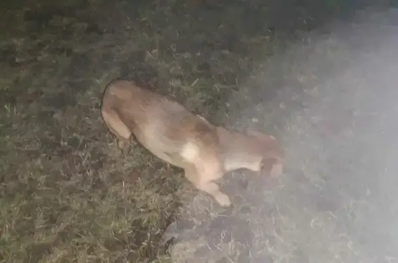 Найдена маленькая собака в Воря-Богородском!