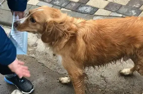 Найдена собака, Московская область, фото: Найдена собака в Дмитровском районе, Московская область