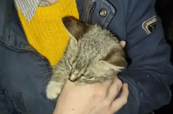 Найдена кошка на Почтовой улице, Полесск