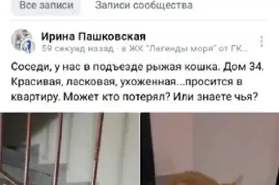 Пропала рыжая кошка на улице Согласия, Калининград - нужна помощь