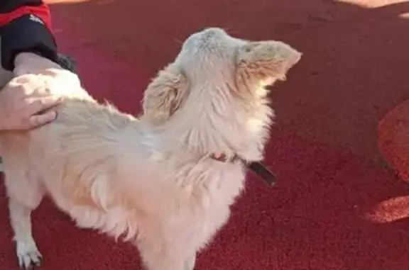 Найдена собака, Омск, фото: Собака Щеночек ищет дом на улице Крупской, 14 в Омске.