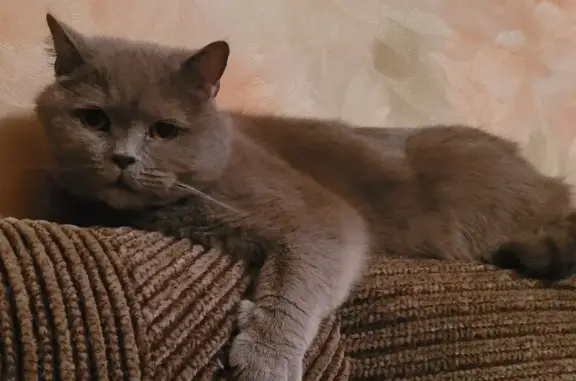 Пропала кошка Гарик на Пионерской, 5 в Усинске