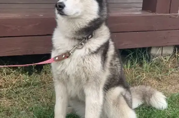 Собаки потеряшки, , фото: Потеряшка собака хаски на ул. Разъездной, Нижняя Курья.