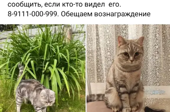 Пропала кошка на Володарского, 25 в Левашово