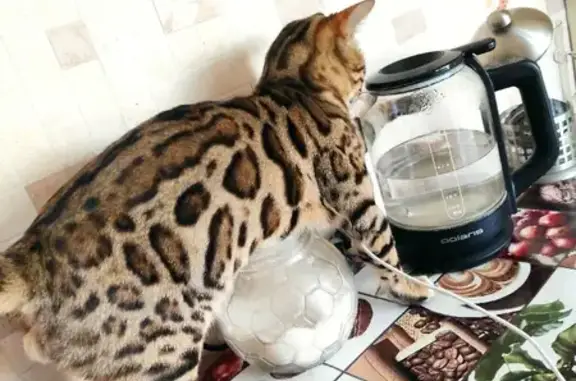 Пропала кошка в СНТ Энергетик ГРЭС, нужна помощь!