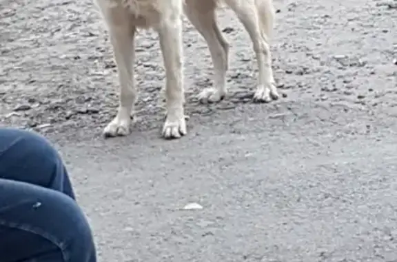 Найдена собака на Литовской, ищем хозяев!