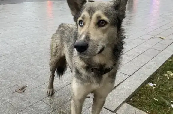 Найдена собака возле метро Ленинский проспект без адресника