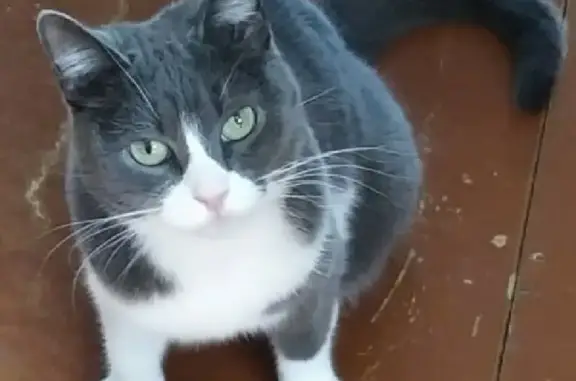 Кошки потеряшки, Санкт-Петербург, фото: Потеряшка кошка на Будапештской, 17 к.4.