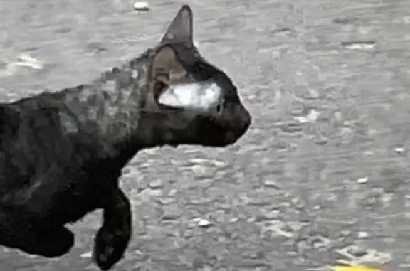 Найдена кошка на Южно-Моравской, Воронеж