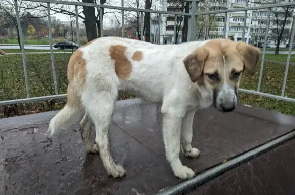 Найдена собака у станции Люблино, ищу хозяев.