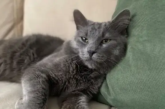 Найден серый кот на ул. Калинина/Генерала Шифрина, Краснодар