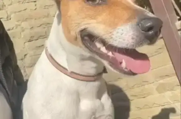 Найдена собака на Тепличной улице, Раздольное