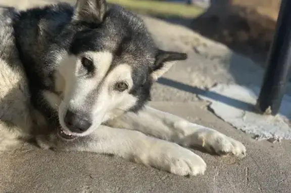 Собаки потеряшки, Санкт-Петербург, фото: Потеряшка собака 
