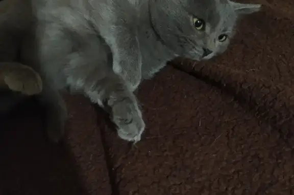 Кошки потеряшки, Тамбов, фото: Потеряшка кошка Малышка: Мичуринская 72, Тамбов.