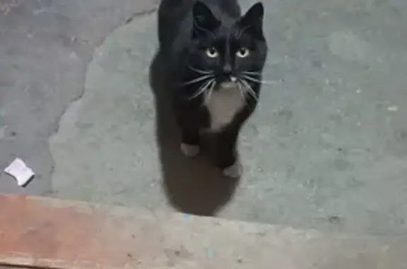 Найден кот на ул. Гагарина, 8 в Чите