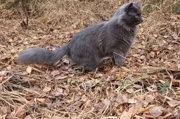 Пропала кошка Котик на Майской, 14, Мичуринский