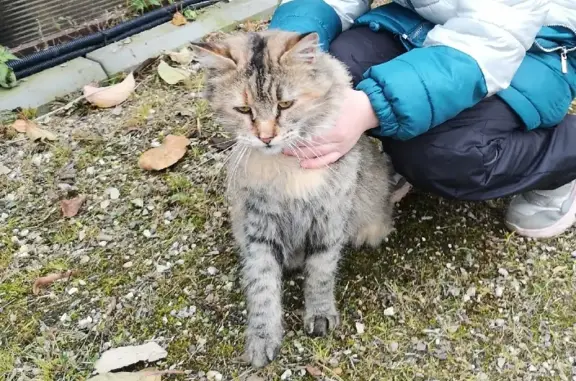Найдена кошка на ул. Кирова в Сергиевом Посаде