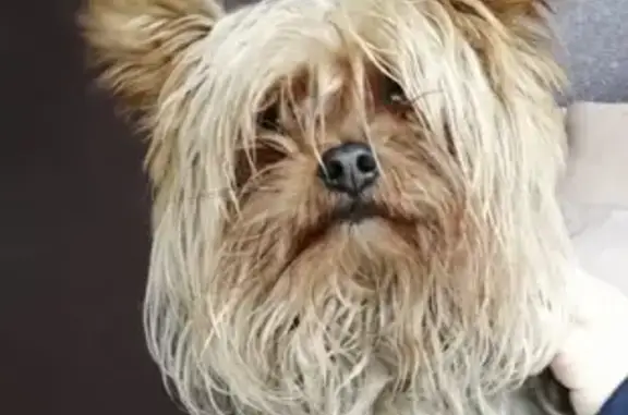 Найденные животные Ростов-на-Дону, фото: Собака Той-терьер найдена на 1-м Кольском переулке, 8 в Ростове-на-Дону